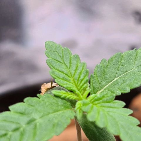 Cookie growlog timeline photo