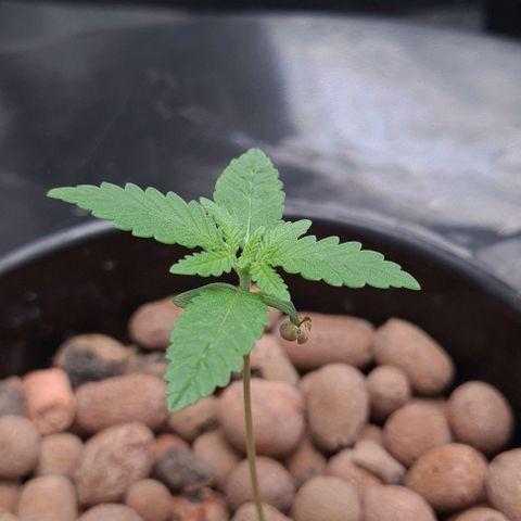 Cookie growlog timeline photo