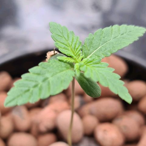 Cookie growlog timeline photo