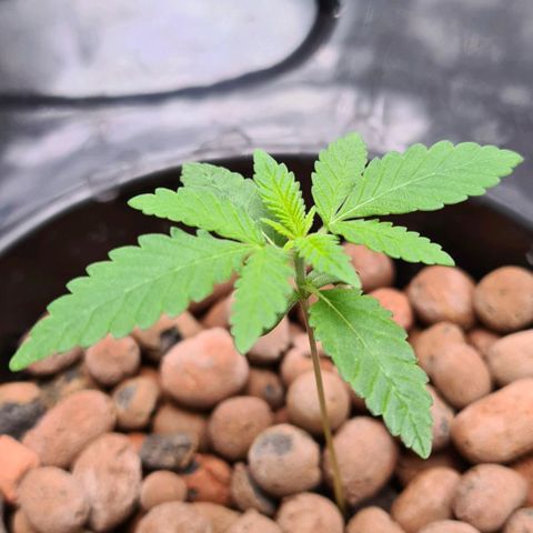 Cookie growlog timeline photo