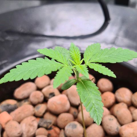 Cookie growlog timeline photo