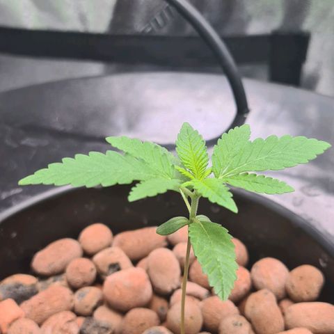 Cookie growlog timeline photo
