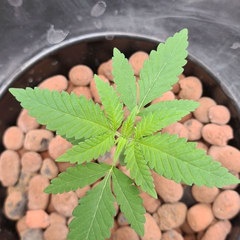 Cookie growlog timeline photo