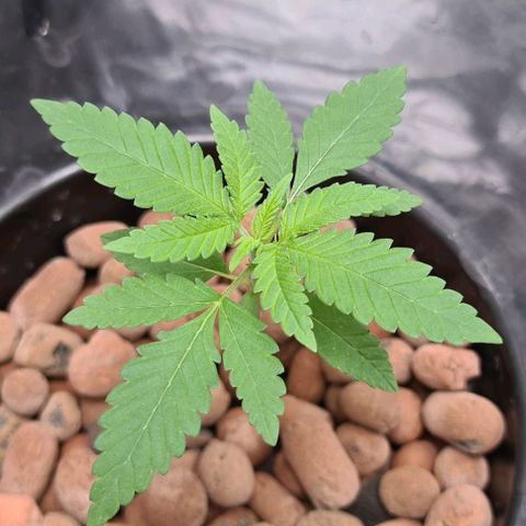 Cookie growlog timeline photo