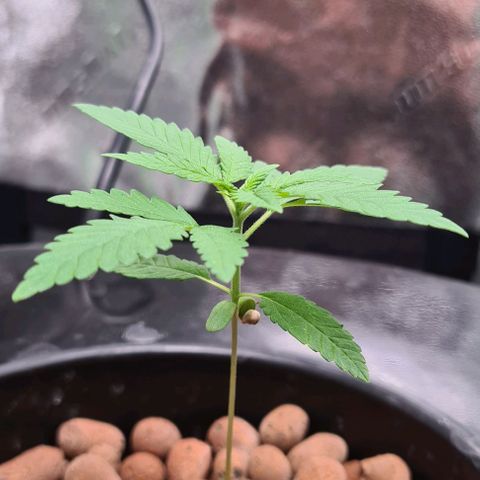Cookie growlog timeline photo