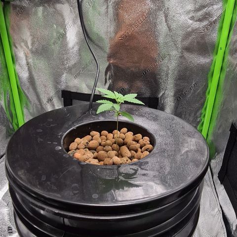 Cookie growlog timeline photo