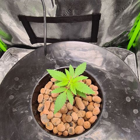 Cookie growlog timeline photo