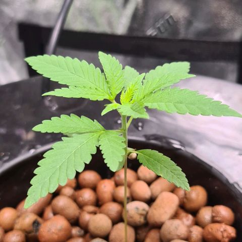 Cookie growlog timeline photo