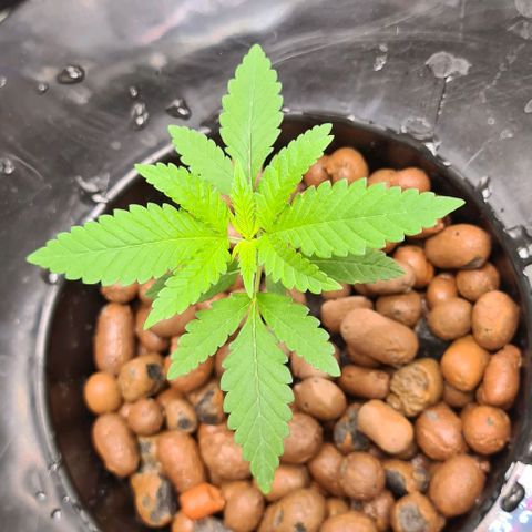 Cookie growlog timeline photo