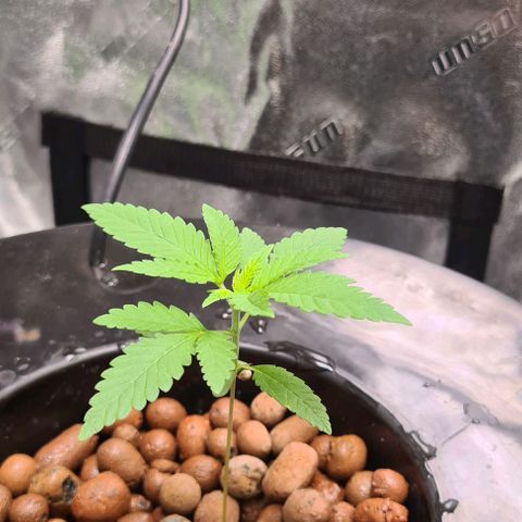 Cookie growlog timeline photo