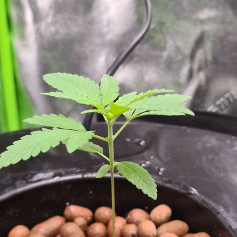Cookie growlog timeline photo
