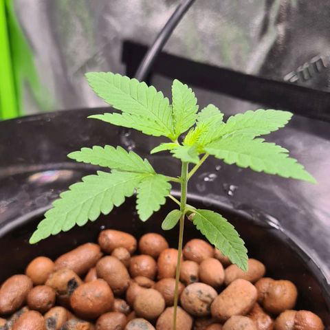 Cookie growlog timeline photo