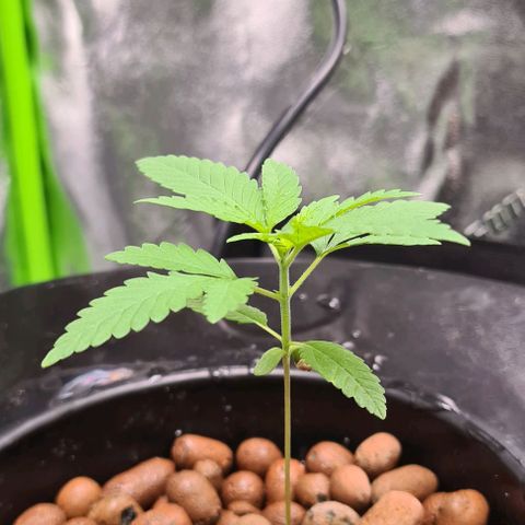 Cookie growlog timeline photo