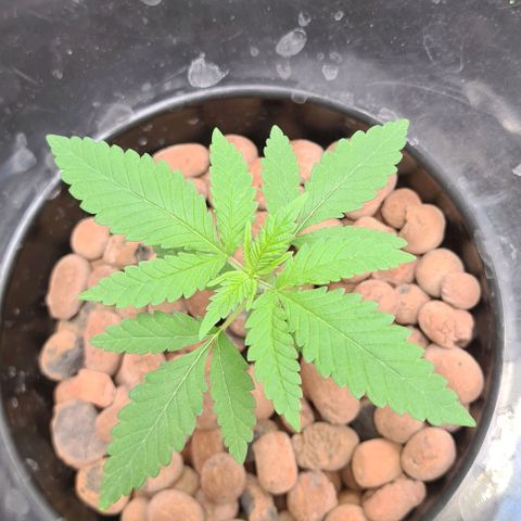 Cookie growlog timeline photo