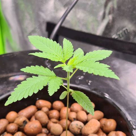 Cookie growlog timeline photo
