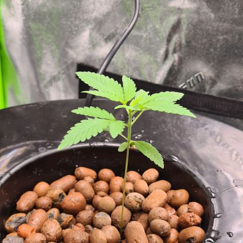Cookie growlog timeline photo