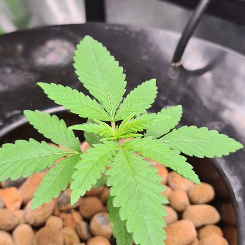 Cookie growlog timeline photo