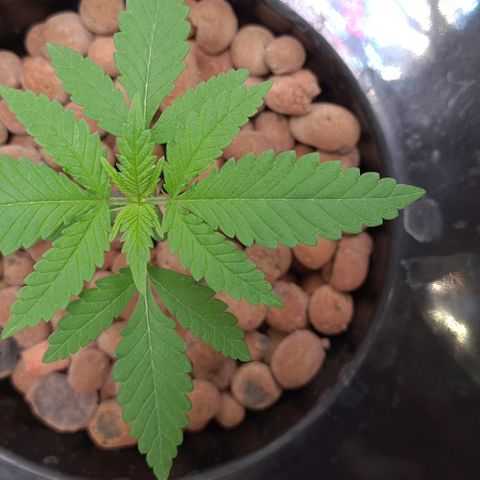 Cookie growlog timeline photo