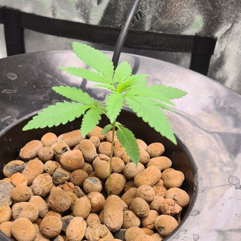 Cookie growlog timeline photo