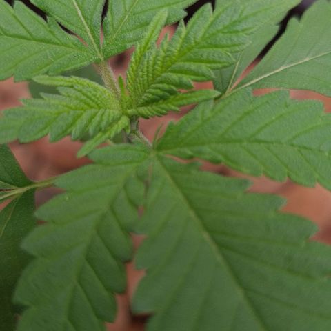 Cookie growlog timeline photo