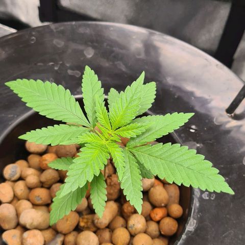 Cookie growlog timeline photo