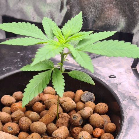 Cookie growlog timeline photo
