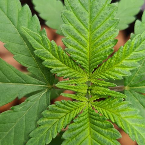 Cookie growlog timeline photo