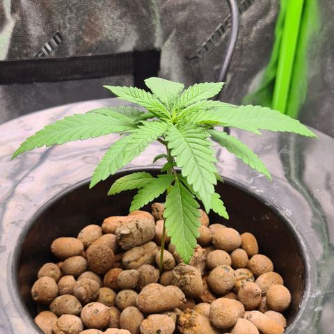 Cookie growlog timeline photo