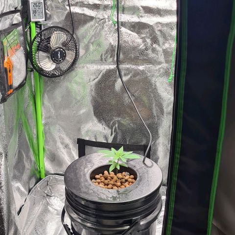 Cookie growlog timeline photo
