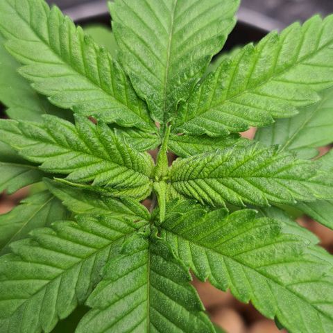 Cookie growlog timeline photo