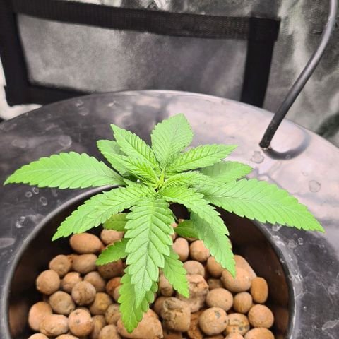 Cookie growlog timeline photo