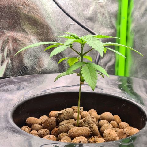 Cookie growlog timeline photo