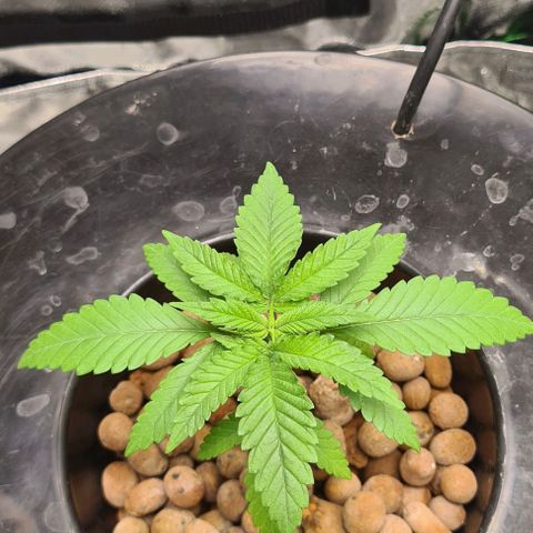 Cookie growlog timeline photo