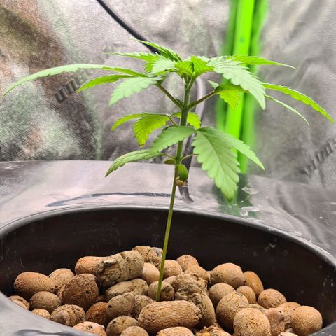Cookie growlog timeline photo