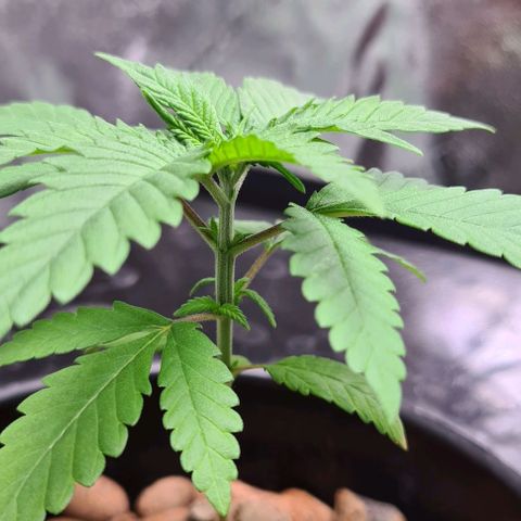 Cookie growlog timeline photo