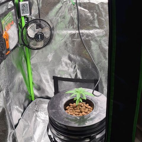 Cookie growlog timeline photo
