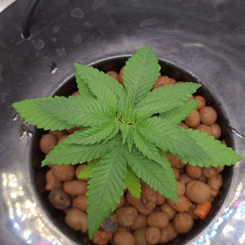 Cookie growlog timeline photo