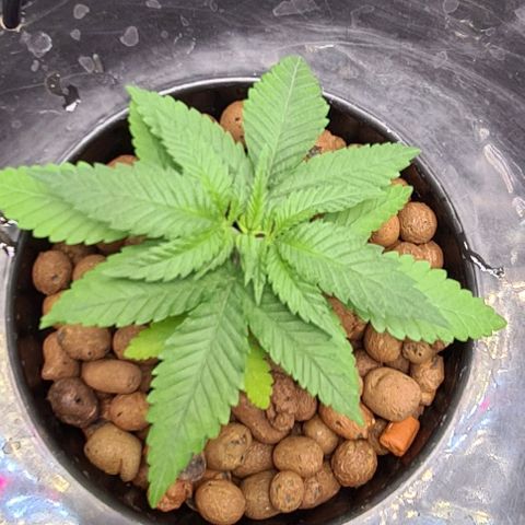 Cookie growlog timeline photo