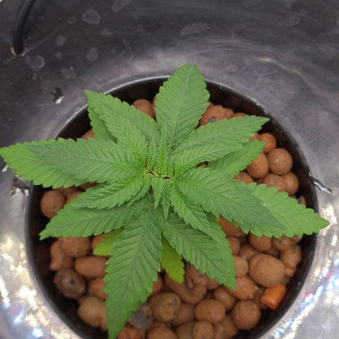 Cookie growlog timeline photo