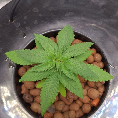 Cookie growlog timeline photo