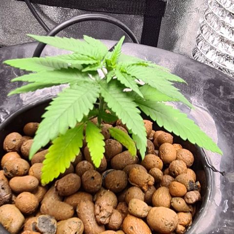 Cookie growlog timeline photo