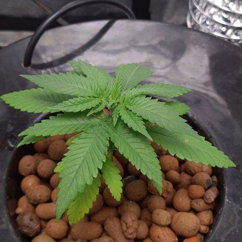 Cookie growlog timeline photo