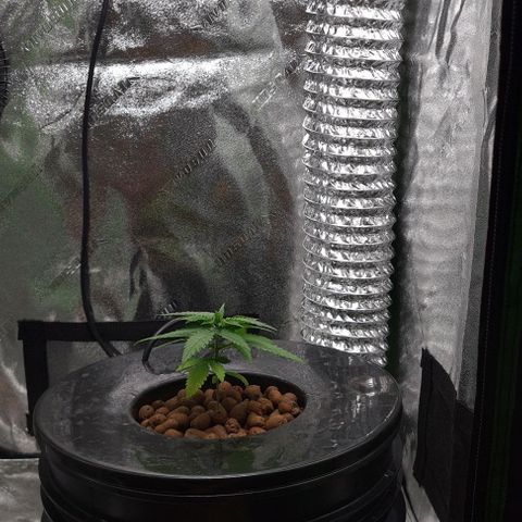 Cookie growlog timeline photo