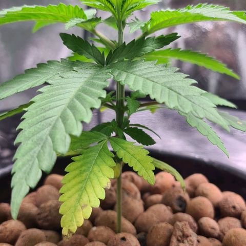 Cookie growlog timeline photo