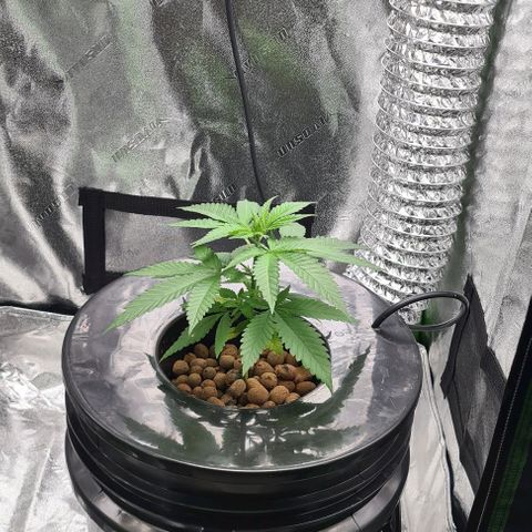 Cookie growlog timeline photo