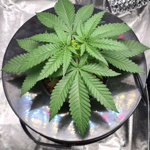 Cookie growlog timeline photo