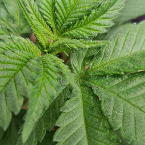 Cookie growlog timeline photo