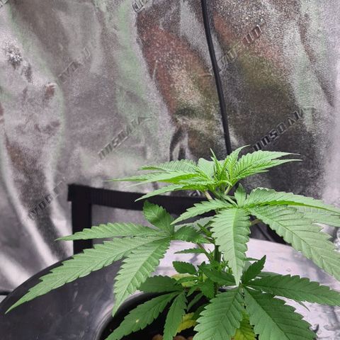 Cookie growlog timeline photo