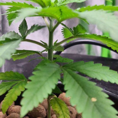 Cookie growlog timeline photo