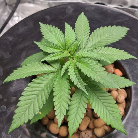 Cookie growlog timeline photo